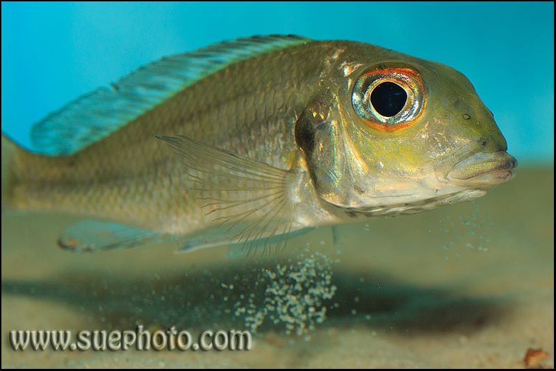 Callochromis macrops 'Katoto'